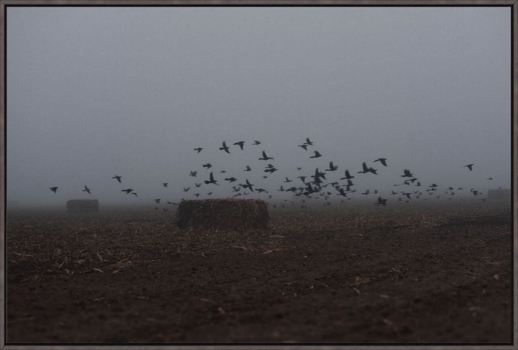 Foggy Field with Grackles