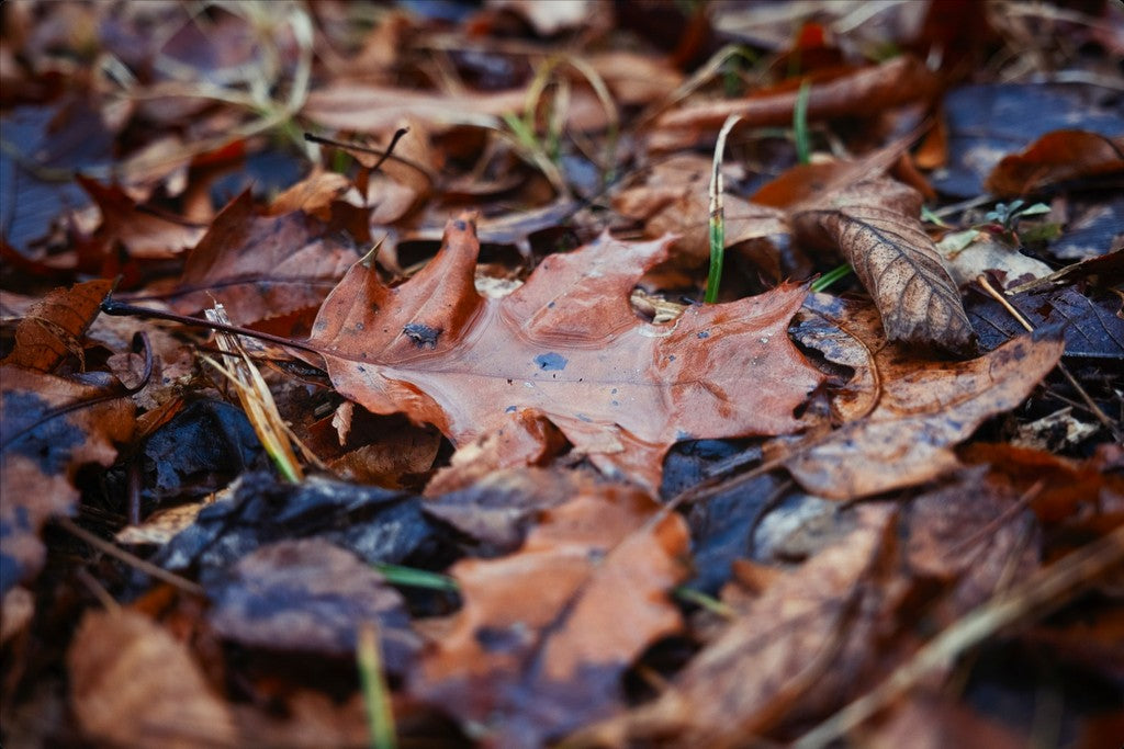 Water Pooled on Fallen Leaf