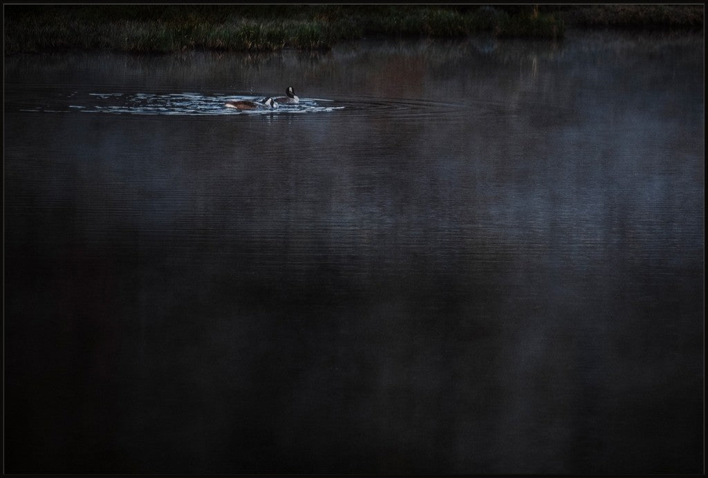 Geese on the Pond