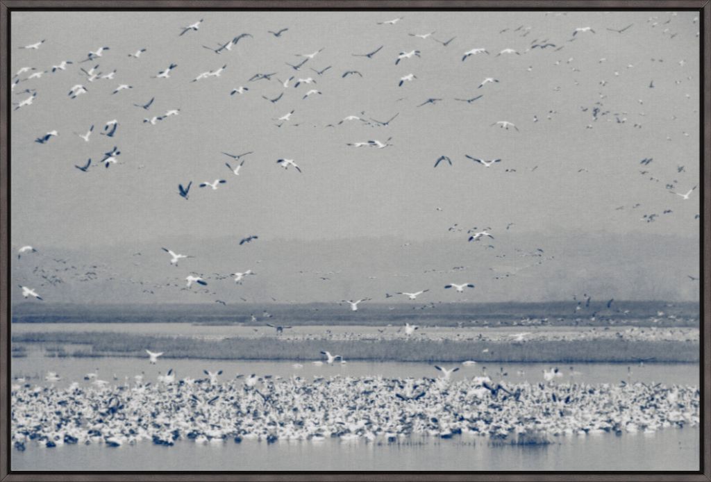 Snow Goose Cyanotype II