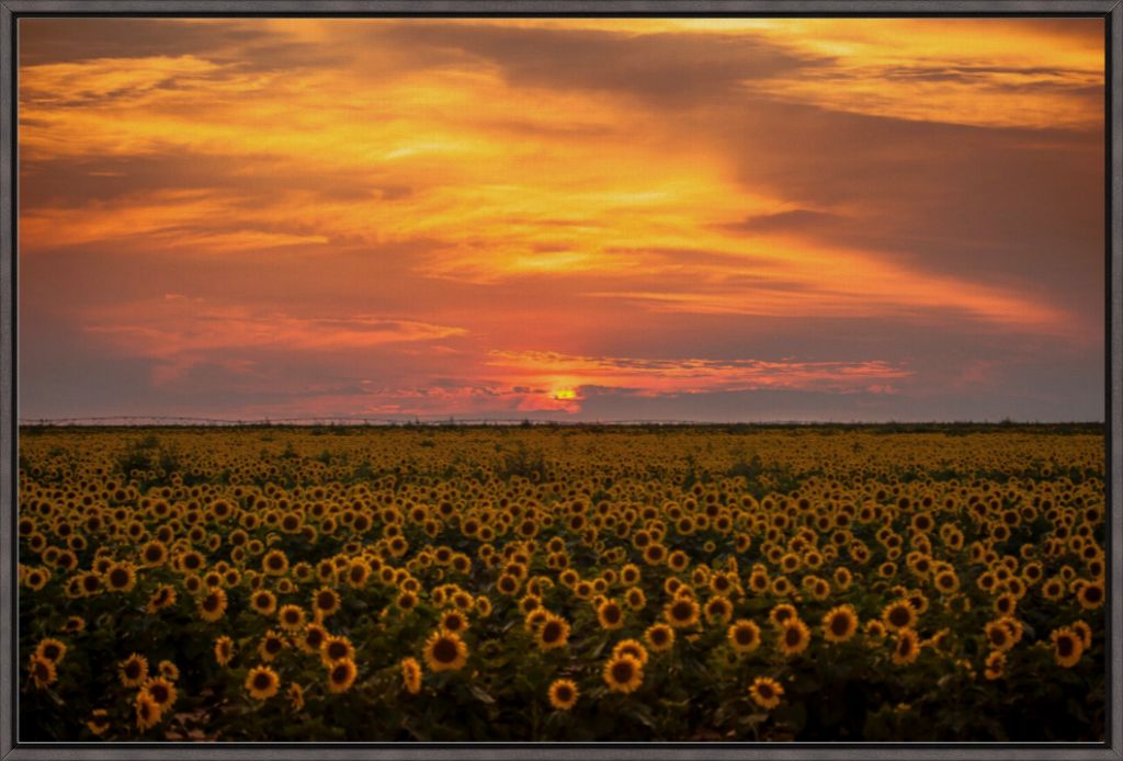 Sunflower Sunset