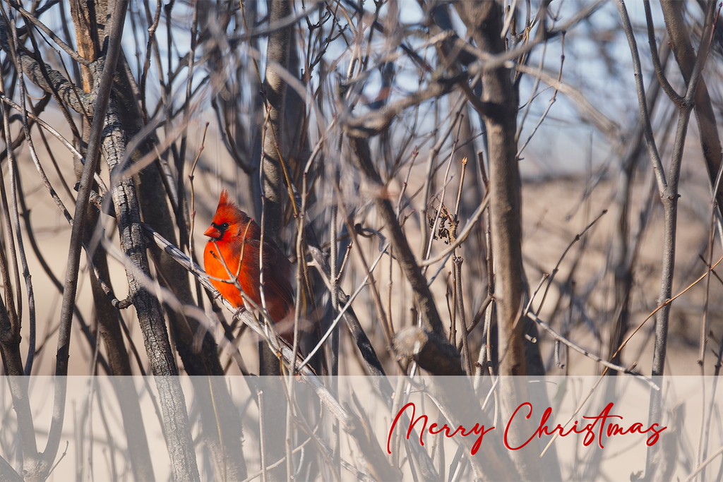 'Northern Cardinal in Winter' Holiday Greeting Cards (Set of 25)