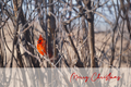 'Northern Cardinal in Winter' Holiday Greeting Cards (Set of 25)