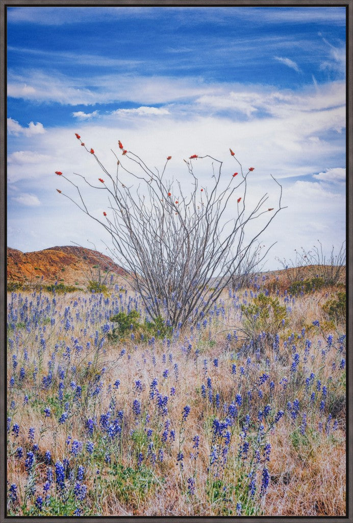 Ocotillo and Bluebonnets - Vertical