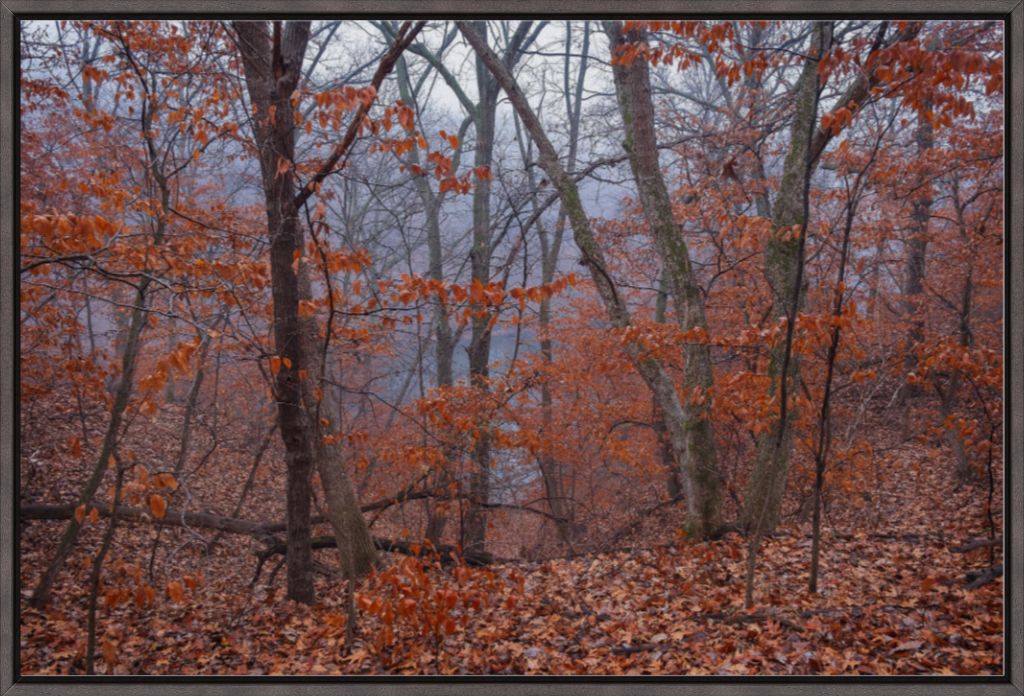 Winter Woodland