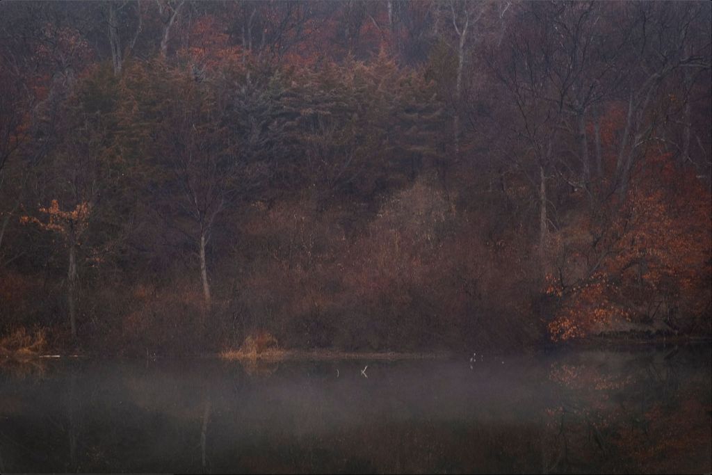 Foggy Winter Woods and Lake