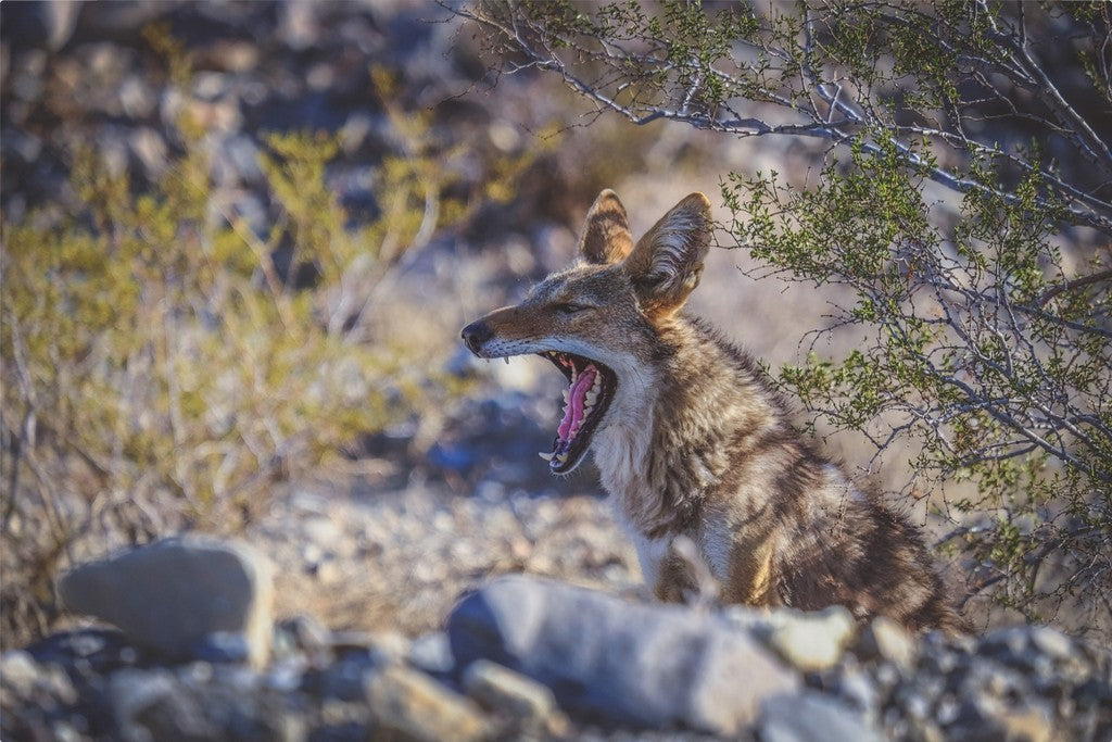 Coyote Yawn