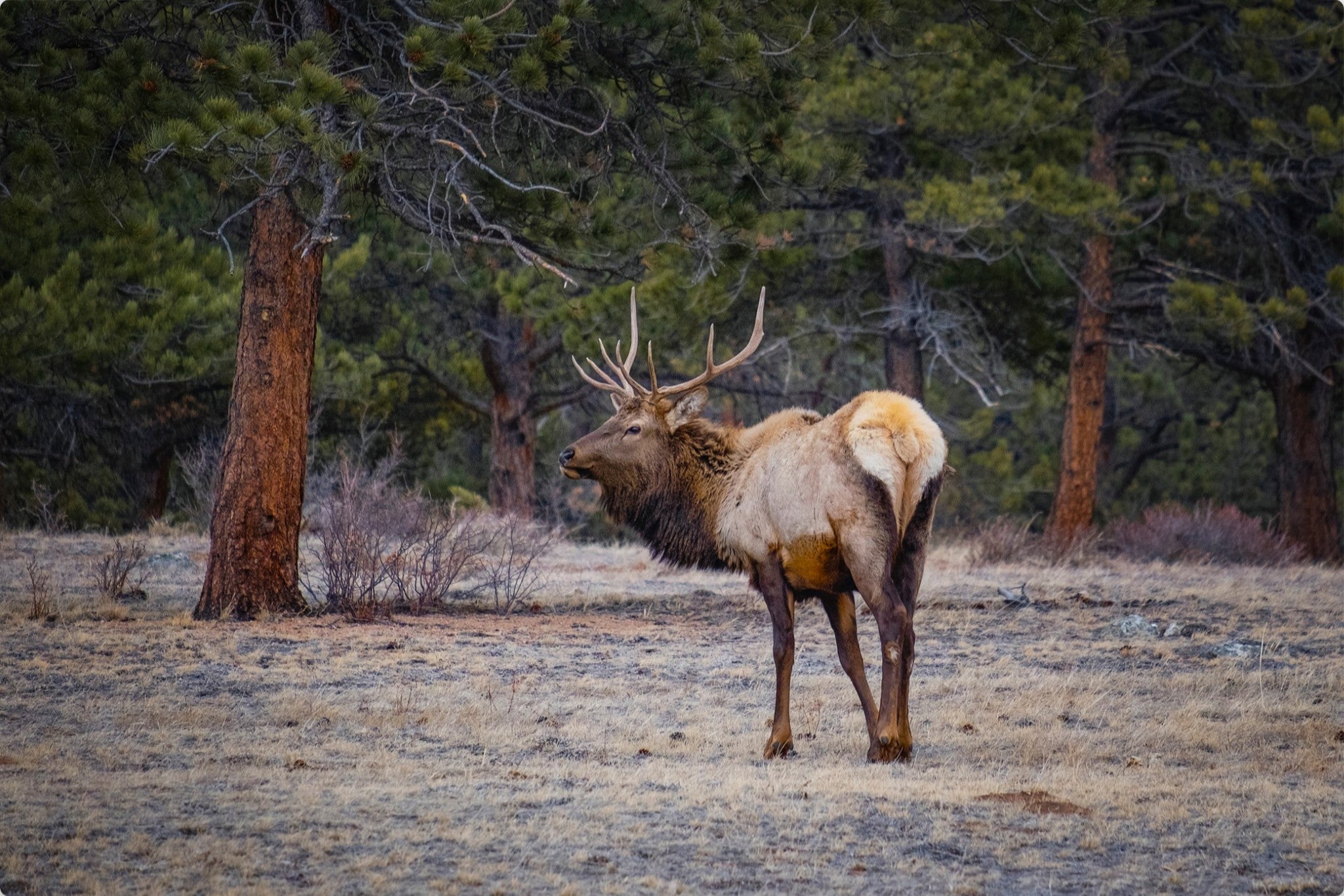 Bull Elk