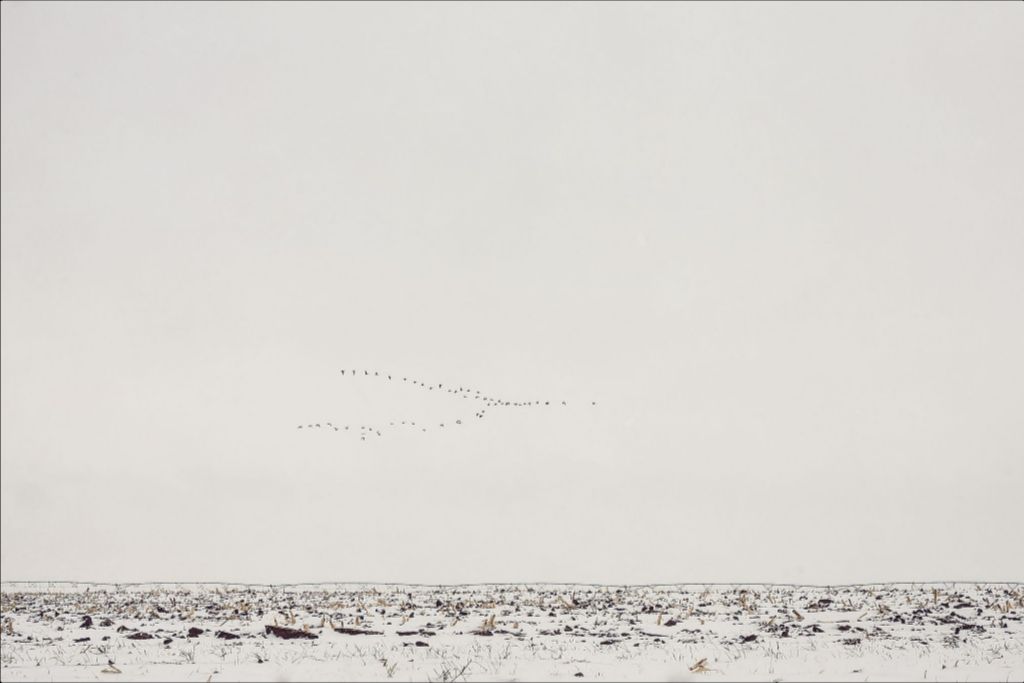 Geese Over Snowy Field
