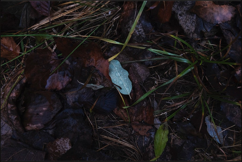 Raindrops on Fallen Leaf
