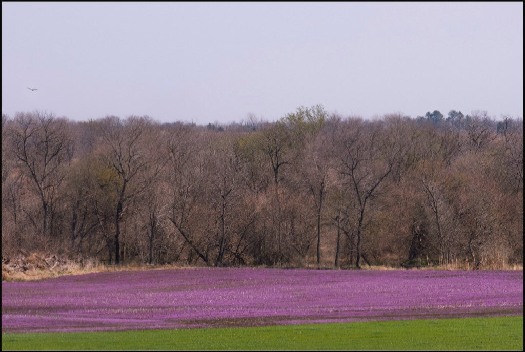 Spring Henbit