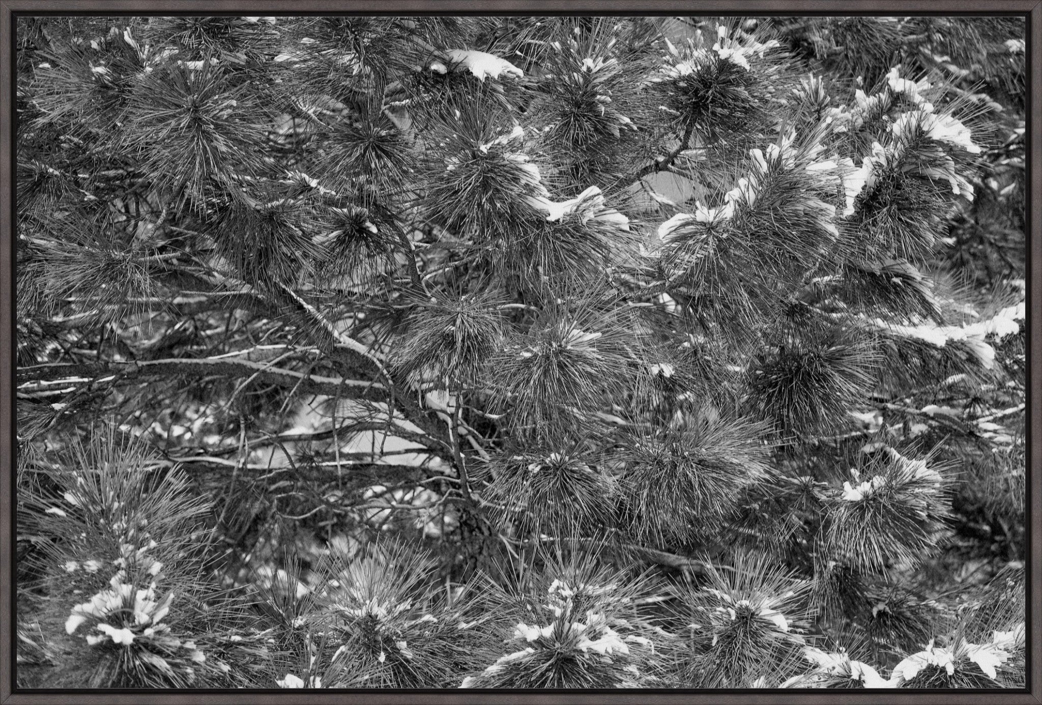Snow on the Pine Boughs