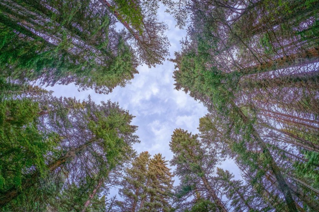 Roof of the Forest