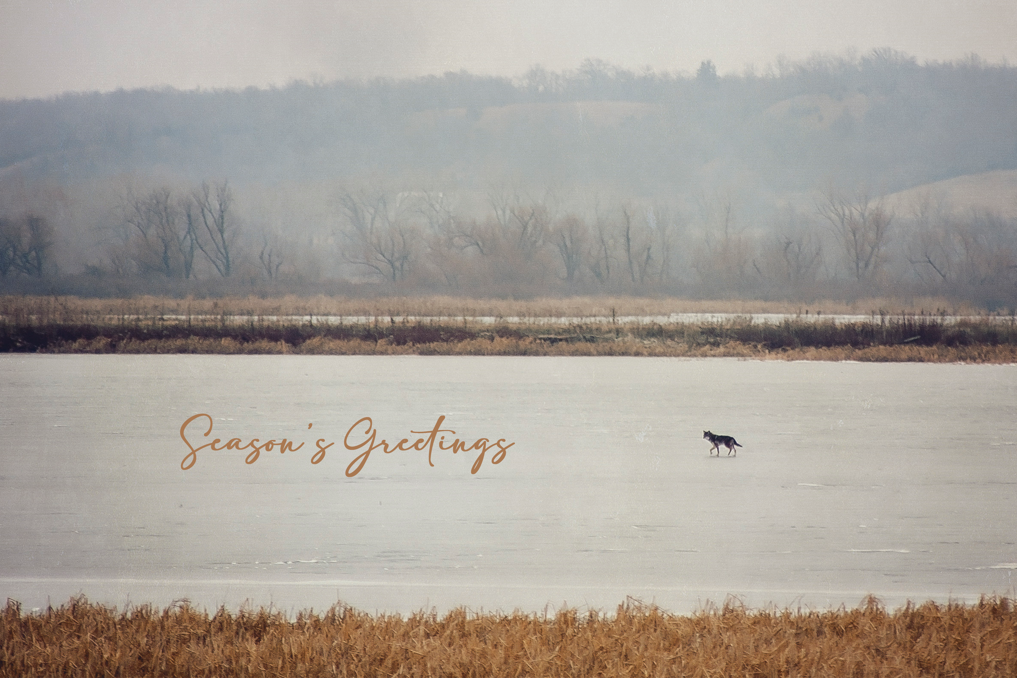 'Coyote on Frozen Lake' Holiday Greeting Cards (Set of 25)