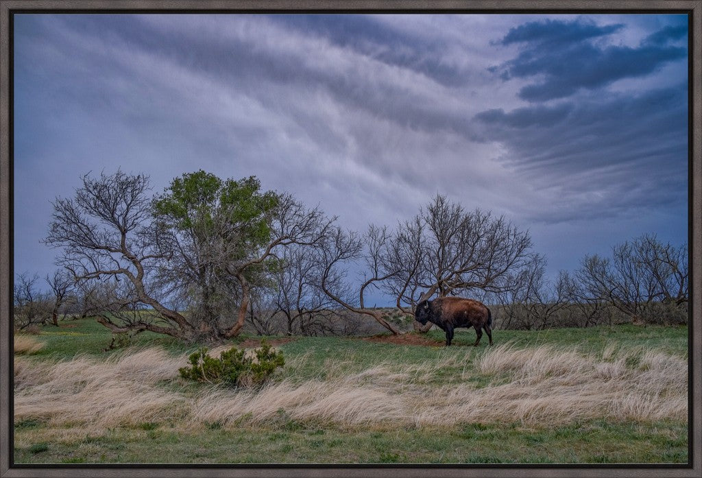 Caprock Bison II