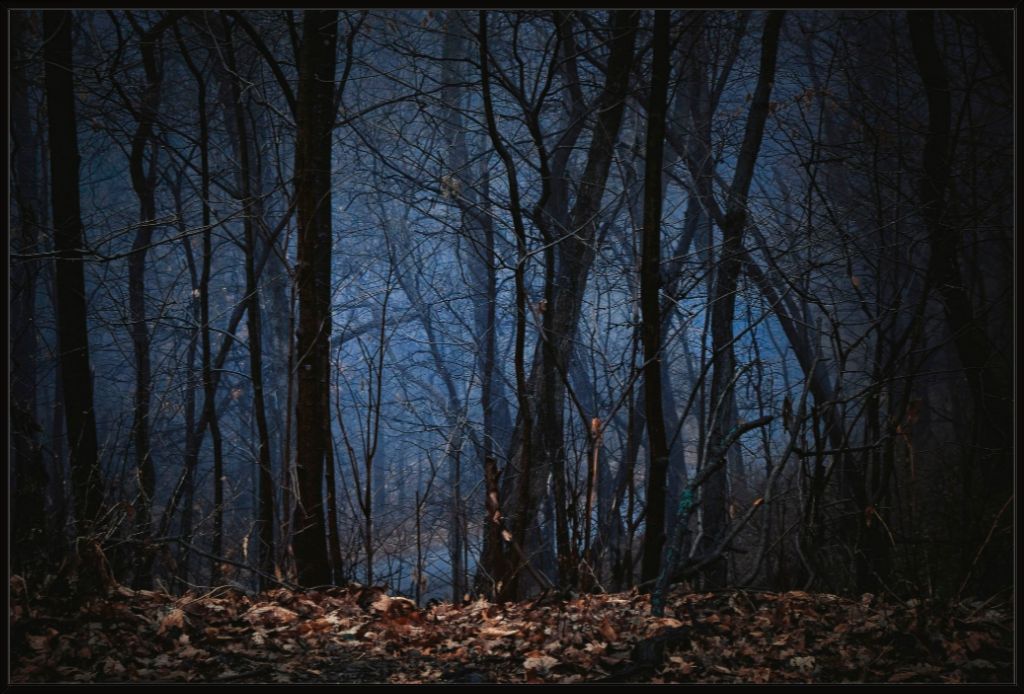 Foggy Hardwood Forest