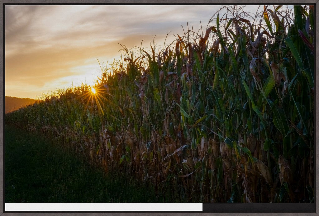 Sunset Over Tall Corn