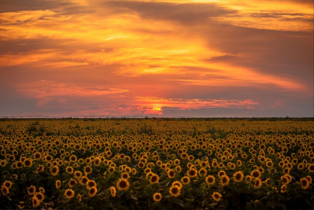 Sunflower Sunset