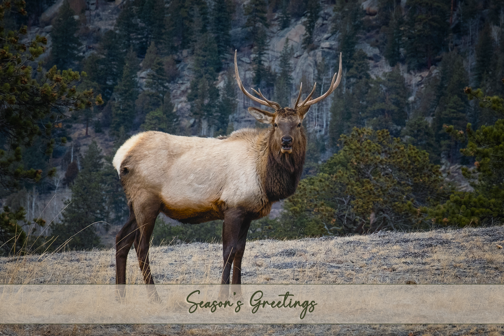 'Portrait of a Bull Elk' Holiday Greeting Cards (Set of 25)