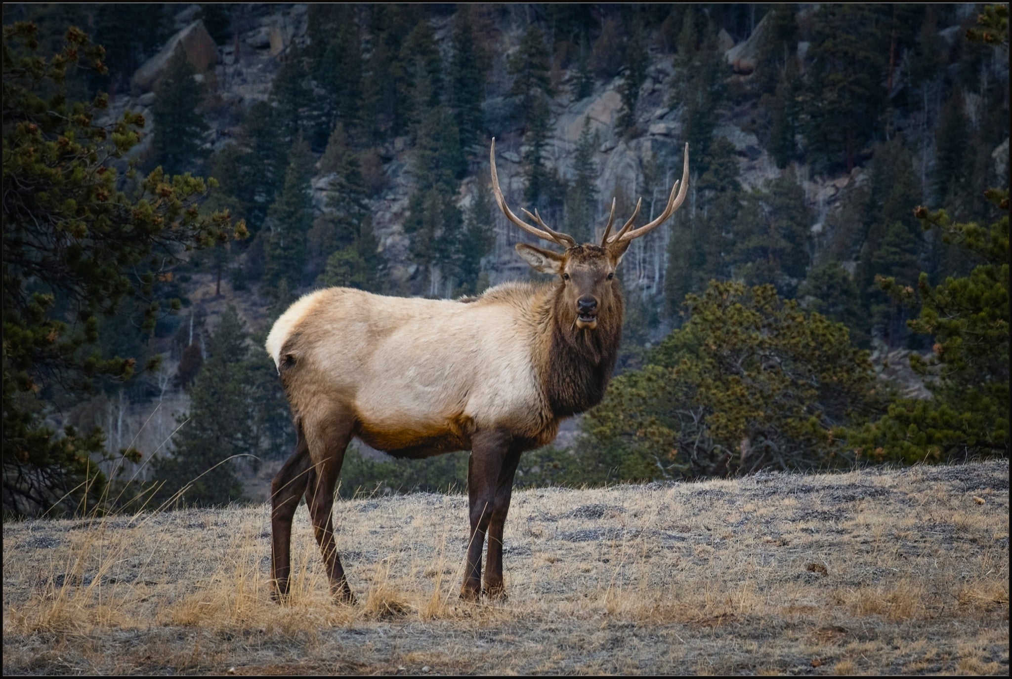Portrait of a Bull Elk
