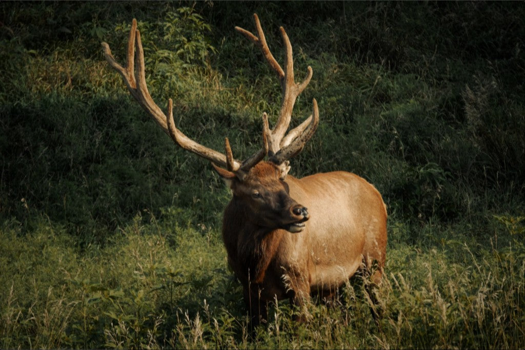 Ashland Bull Elk I