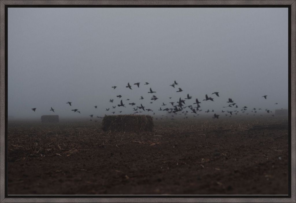 Foggy Field with Grackles