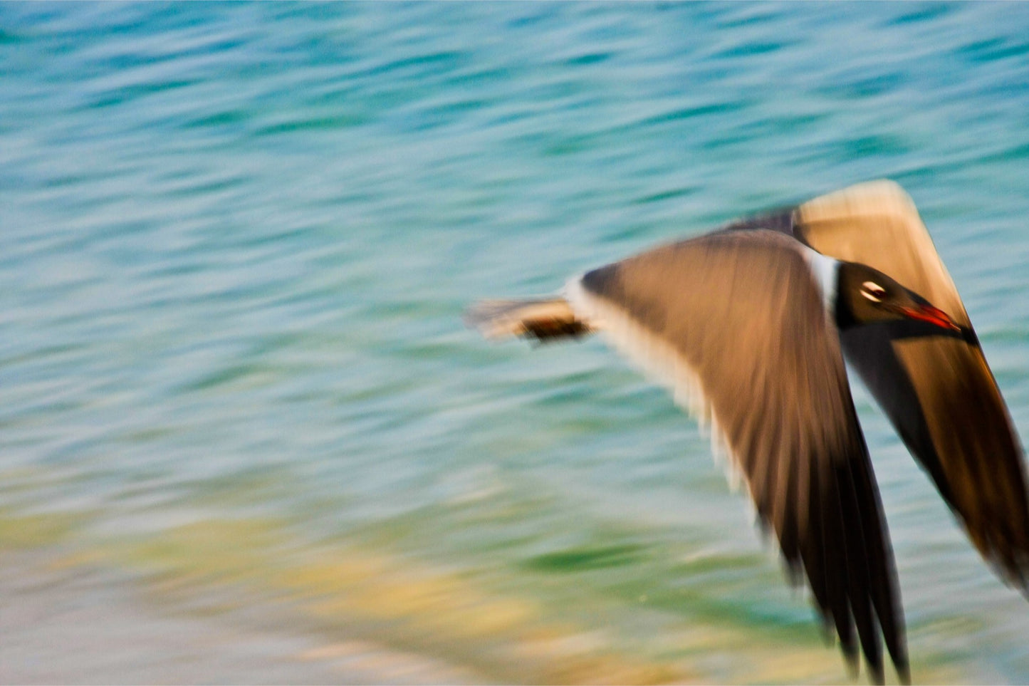 Grand Bahama Gull No. 1