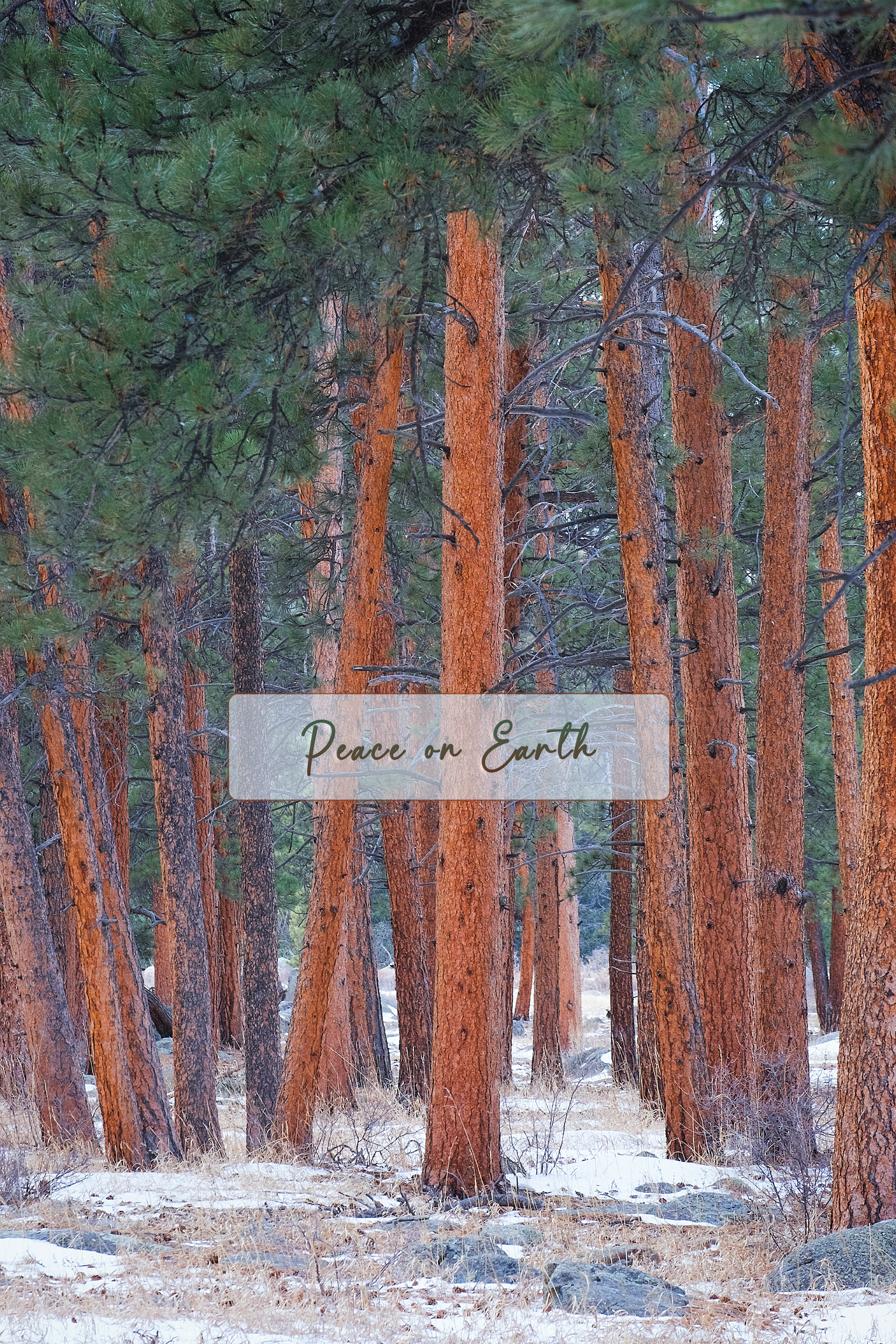 'Snowy Pines Vertical' Holiday Greeting Cards (Set of 25)