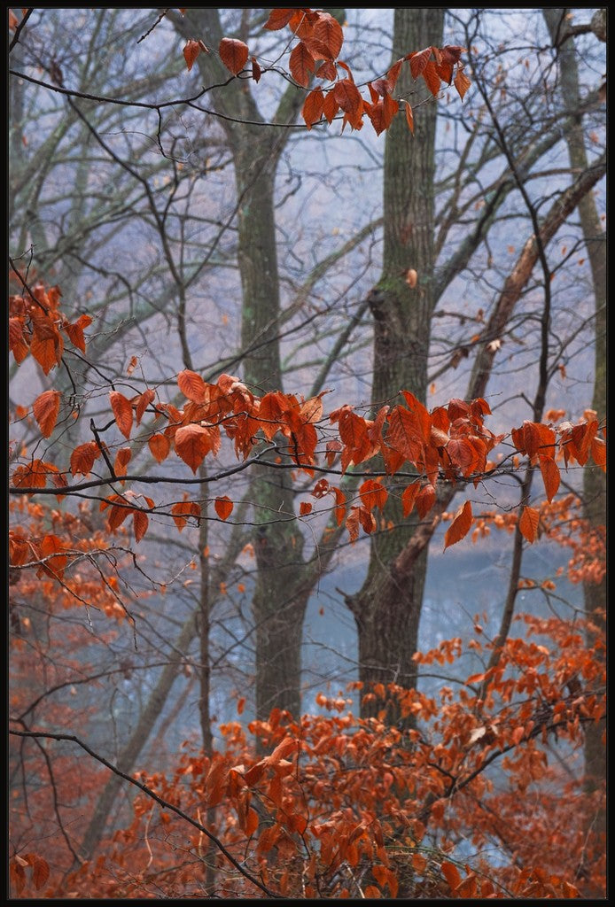 Winter Leaves