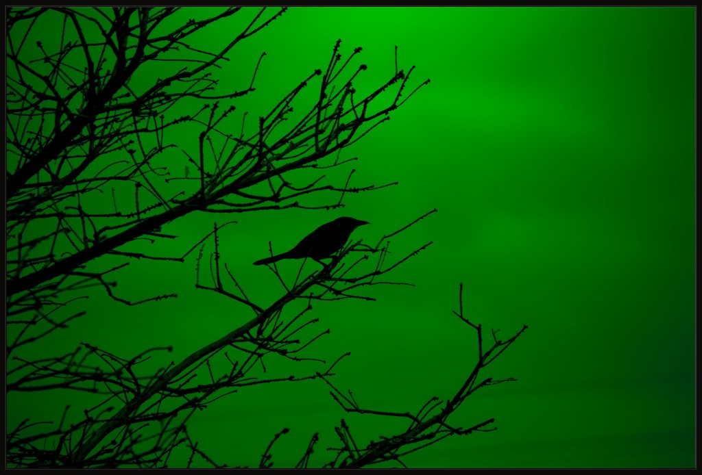 Grackle Silhouette on Green