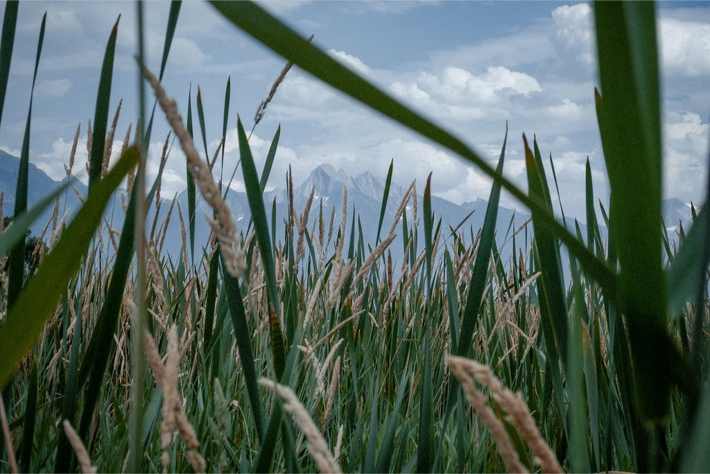 Montana Field