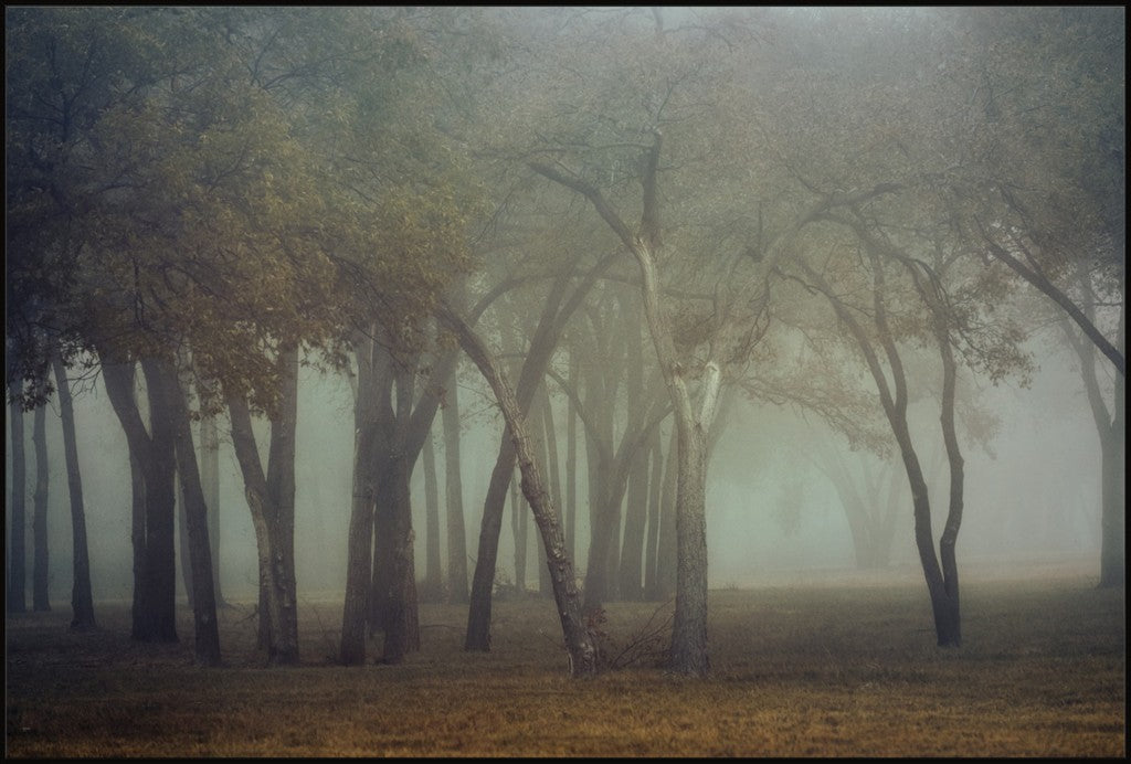 Canyon Lake Fog