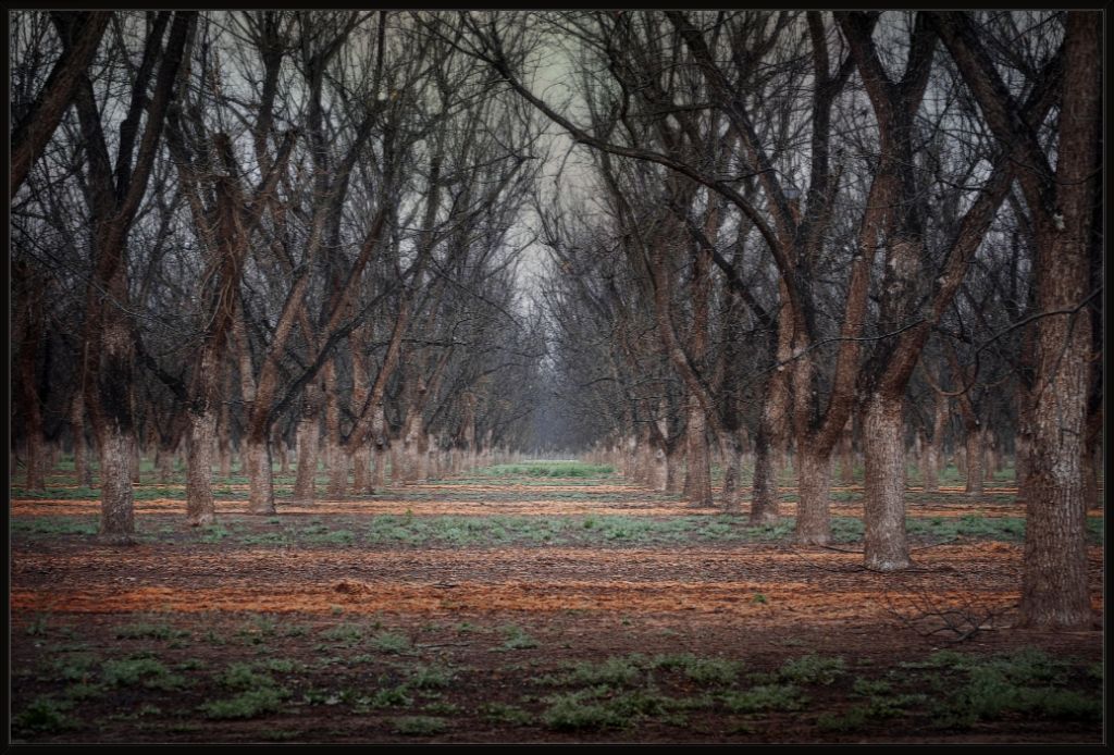 New Mexico Pecan Grove