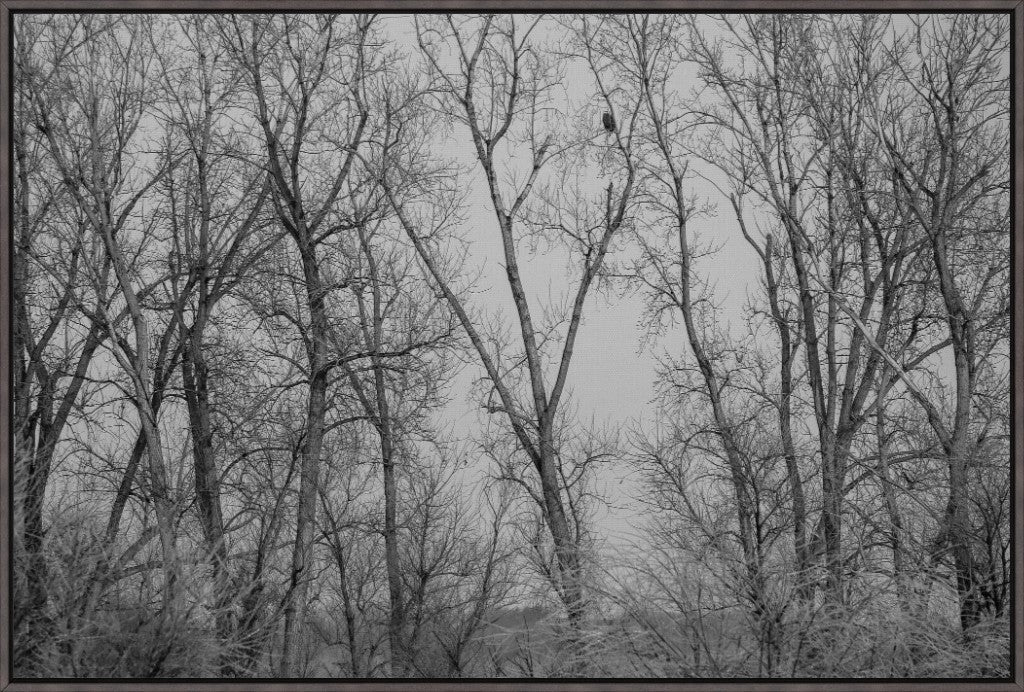 Eagle Perched in Icy Branches BW