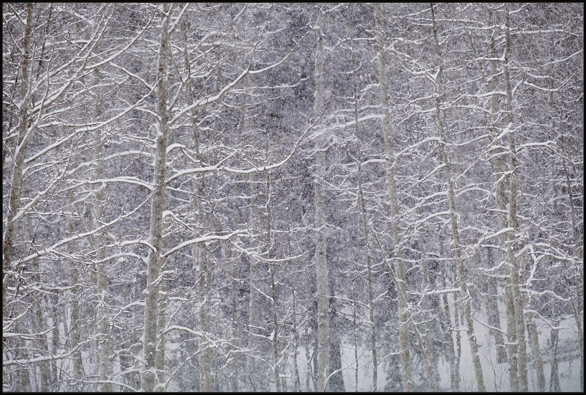 Heavy Snow & Forest Abstract II