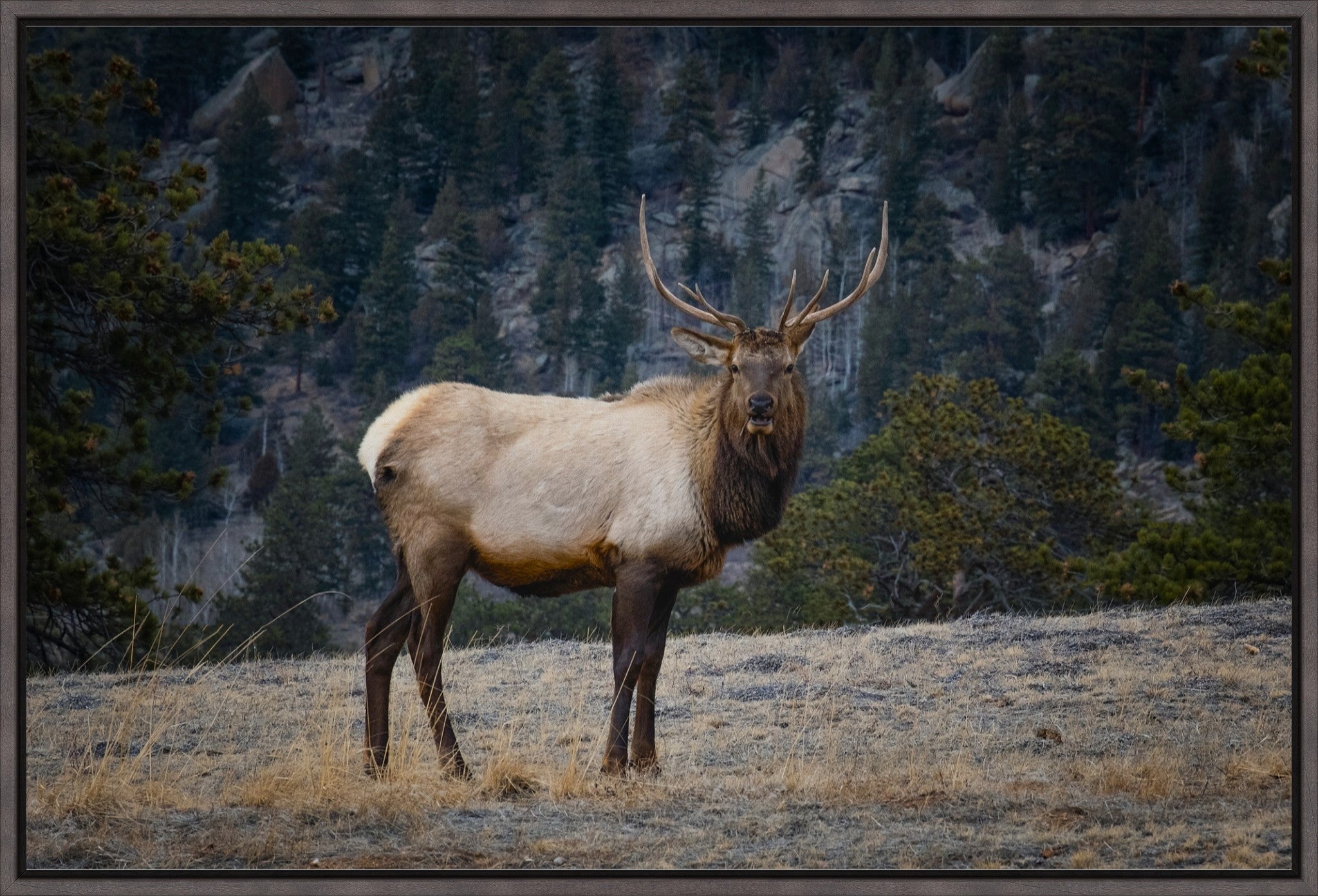 Portrait of a Bull Elk