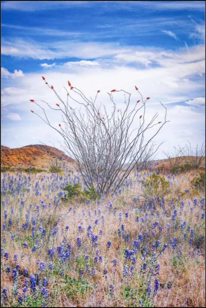 Ocotillo and Bluebonnets - Vertical