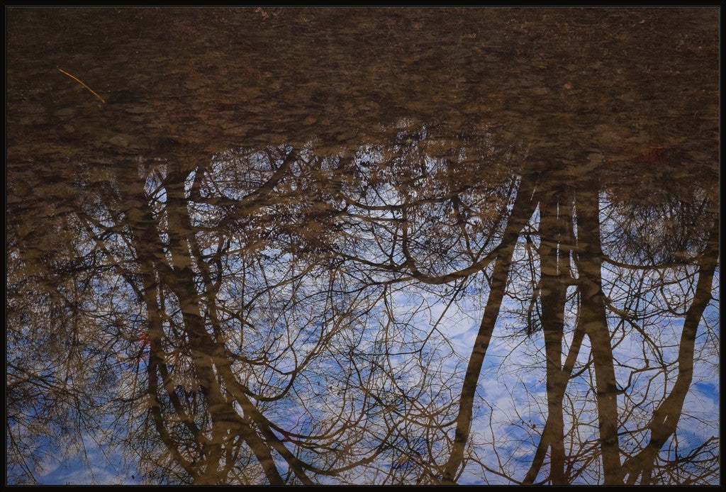 Winter Woodland Reflections