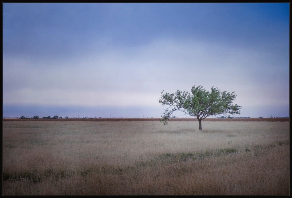 Solitary Tree in Blue