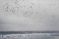 Snow Goose Cyanotype I