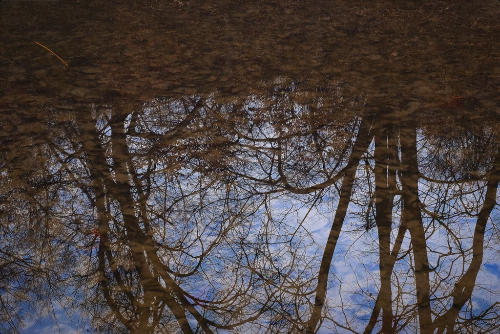 Winter Woodland Reflections