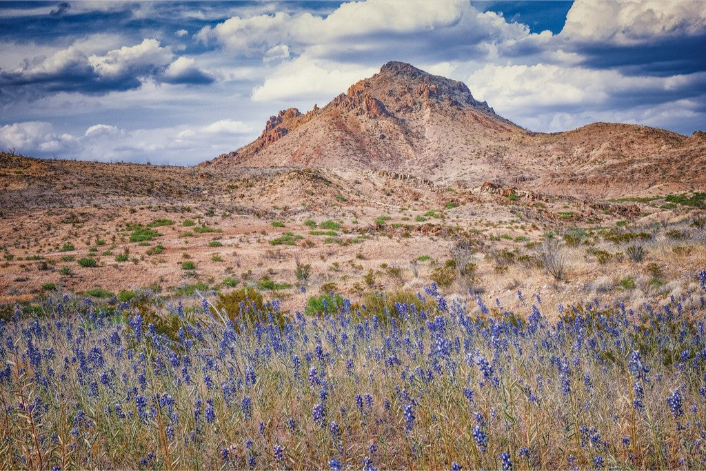 Bluebonnet Sky