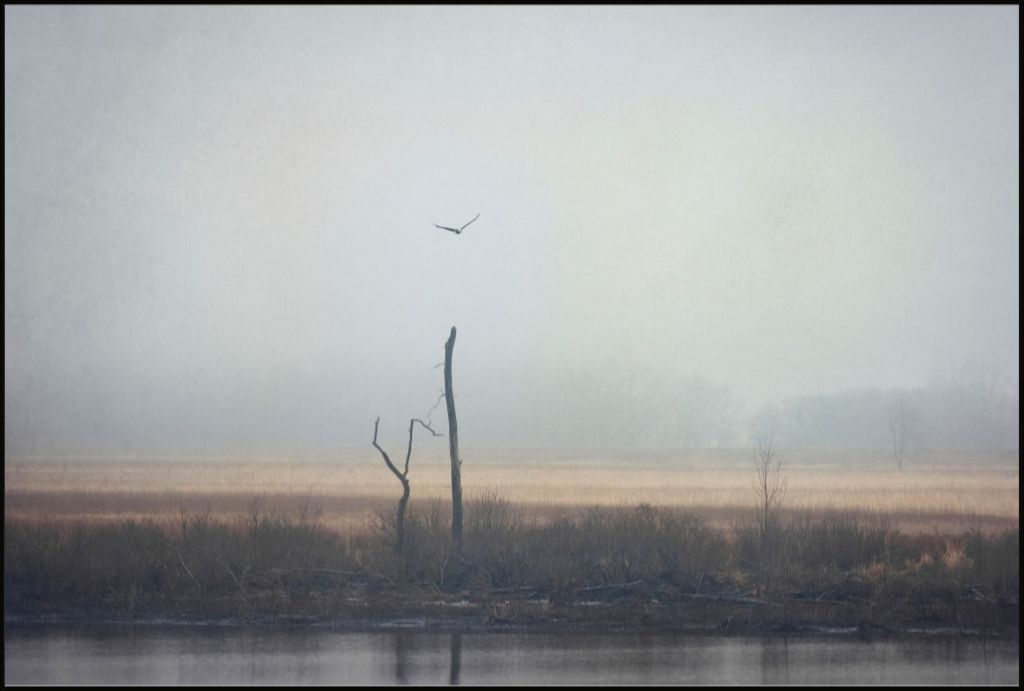 Wetlands Eagle