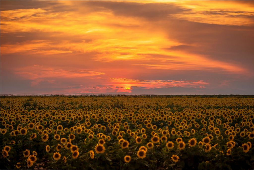 Sunflower Sunset