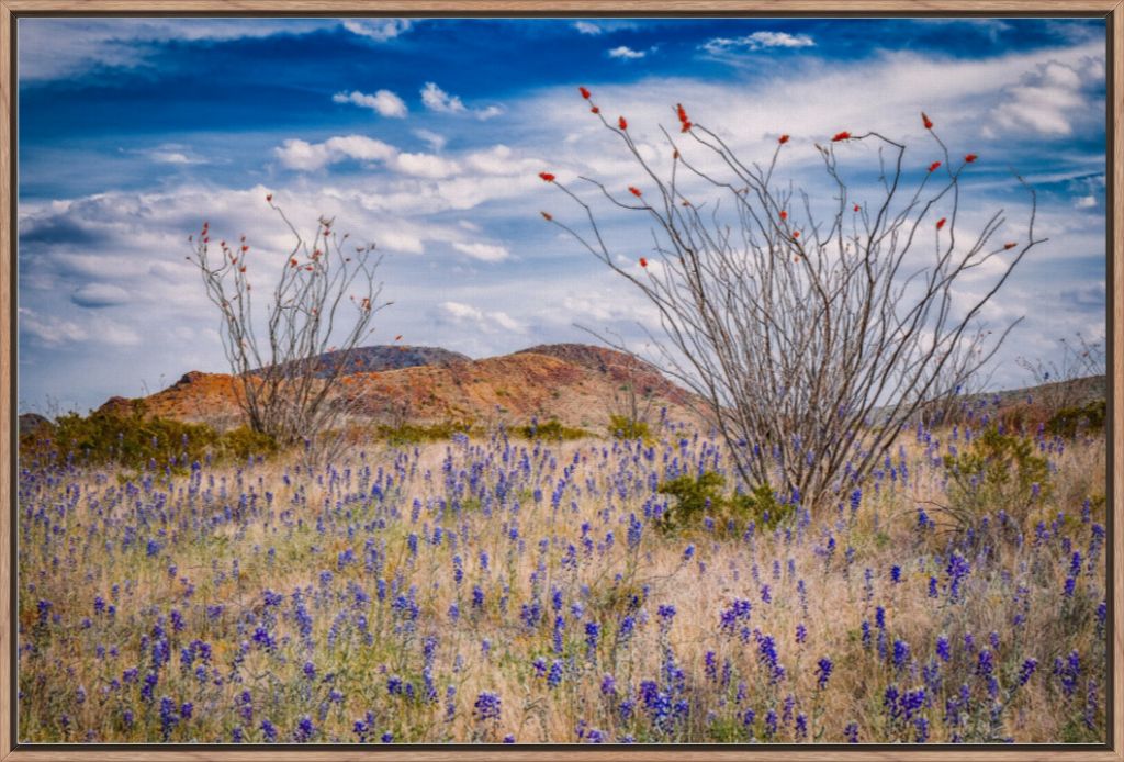 Ocotillo and Bluebonnets
