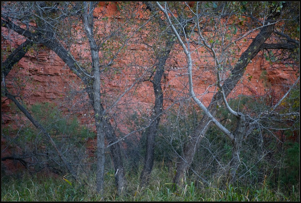 Cottonwoods and Red Rock