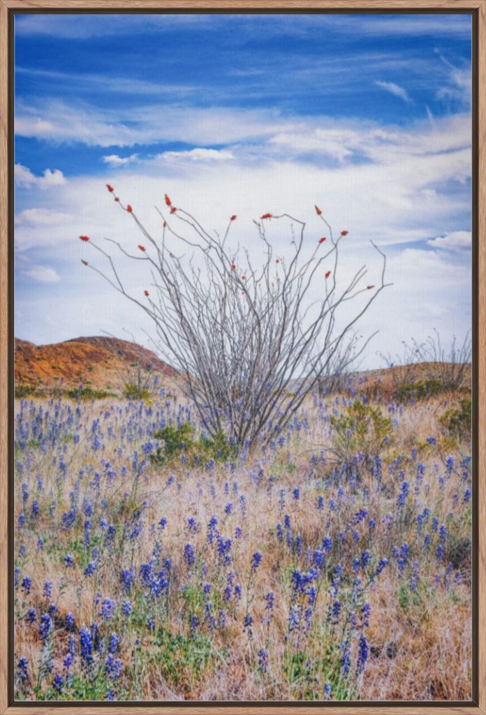 Ocotillo and Bluebonnets - Vertical