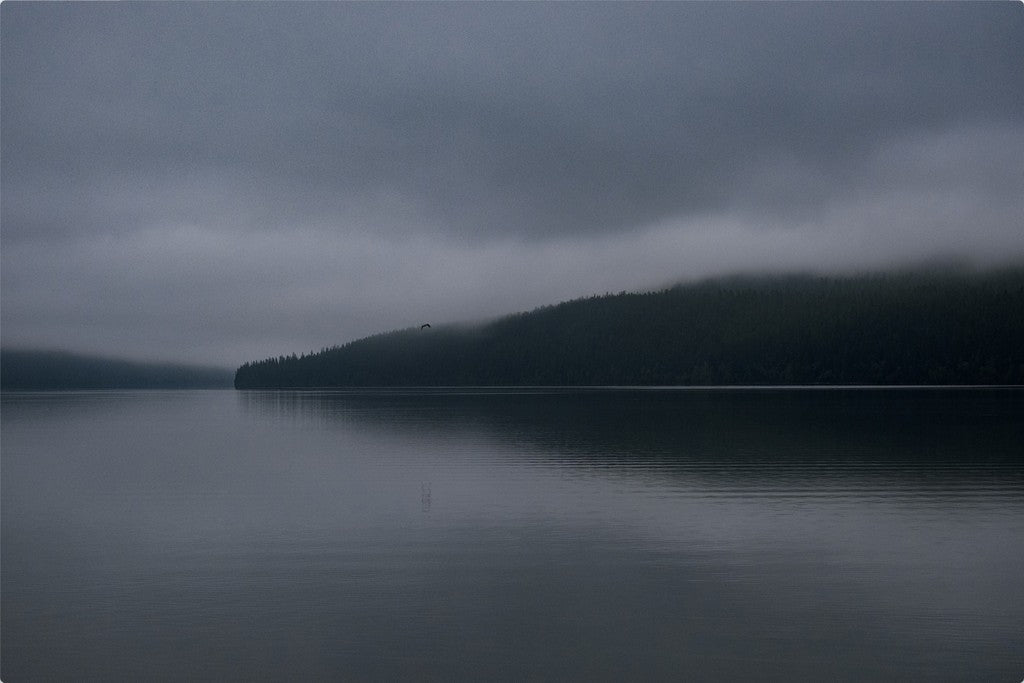 Dark Waters + Bird in Flight