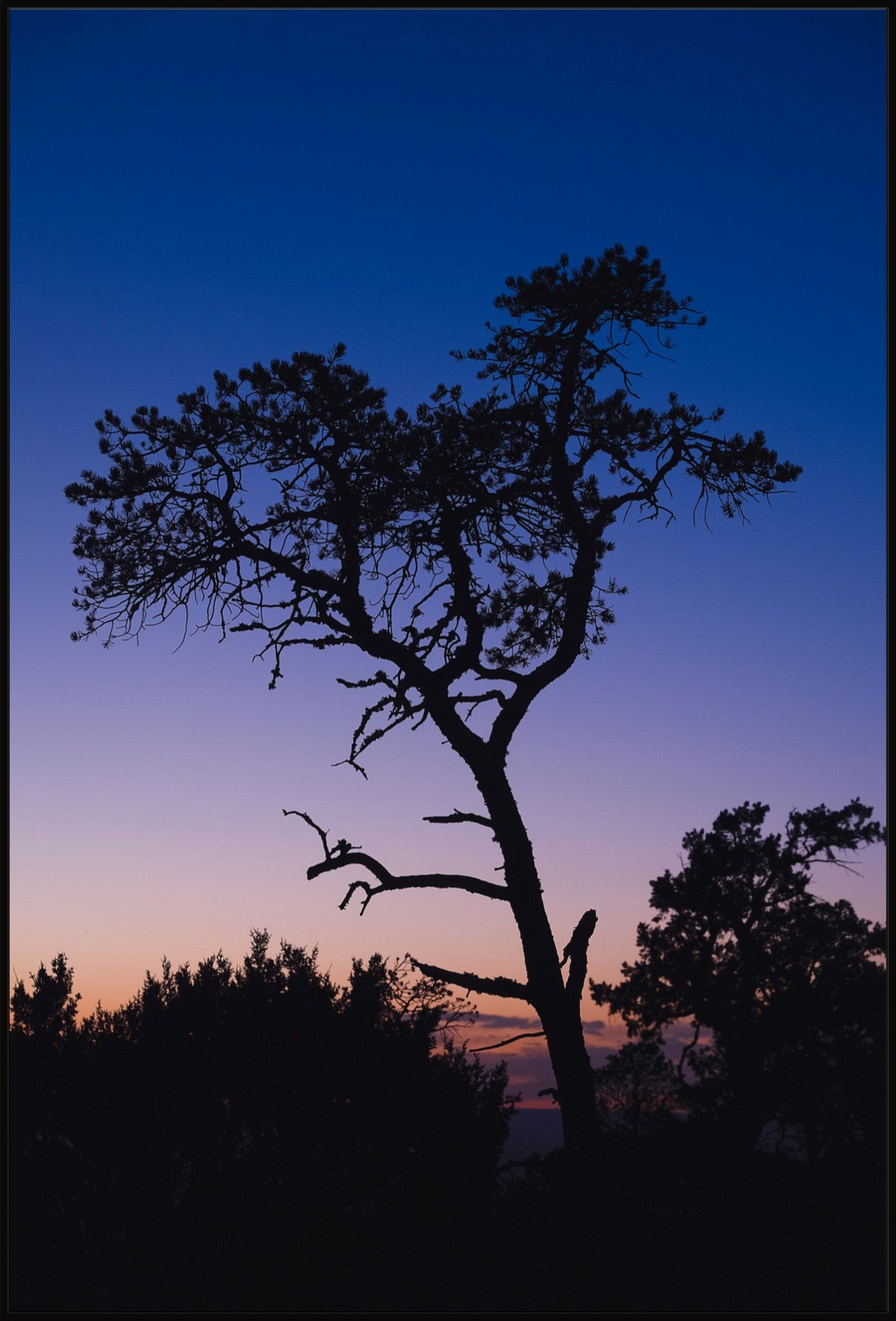 Heart of Lincoln National Forest