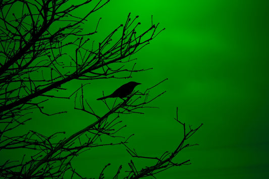 Grackle Silhouette on Green